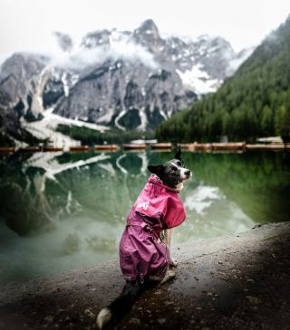 🔥 Non-stop Dogwear máme vo výpredaji! 🔥 Ak hľadáš prémiovú výbavu pre aktívneho psa, ktorá niečo vydrží, dobre sedí a dá...