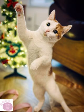 Šťastná mačka, šťastný život! BARF nie je len strava — je to návrat k tomu, čo je pre mačku prirodzené. Keď sa mačka...